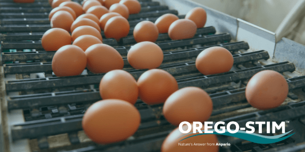 Commercial Study: Orego-Stim Liquid Supports the Production of Higher Value Eggs in a Free Range System